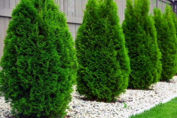 Arborvitae Planting in Prescott
