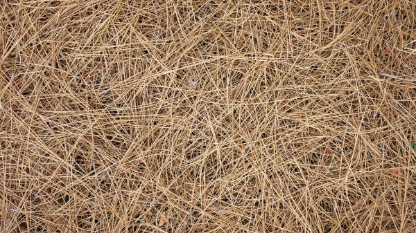 Pine Needles Delivery in Prescott