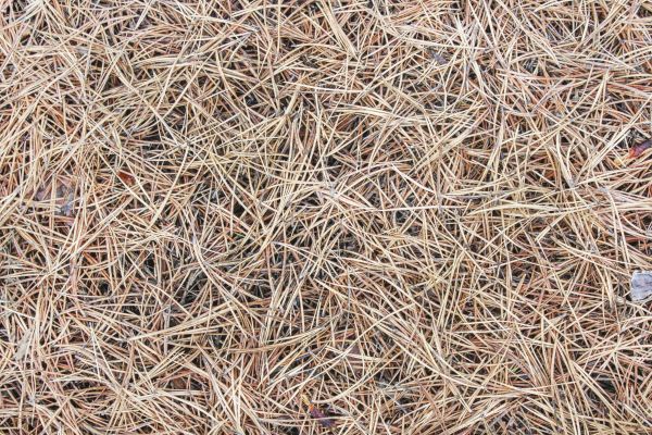Pine Straw Installation in Prescott