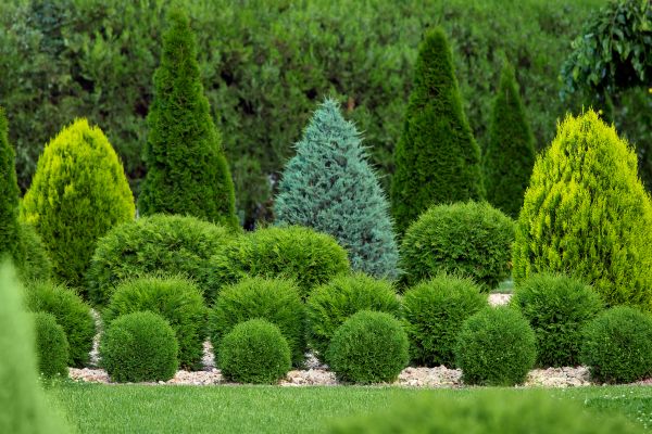 Shrub Installation in Prescott
