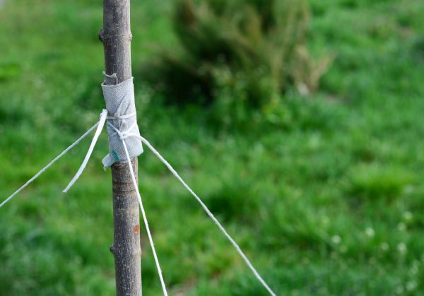Tree Staking Service in Prescott