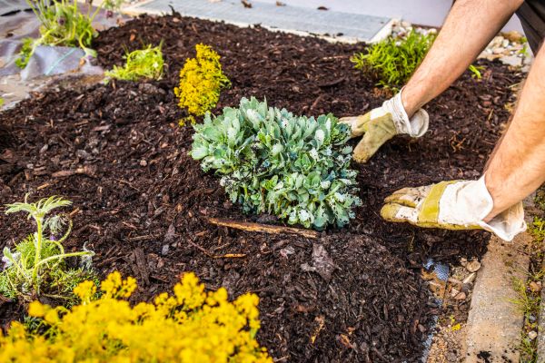 Weeding And Mulching in Prescott