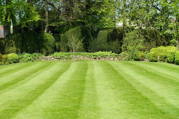 Lawn Renovation in Prescott
