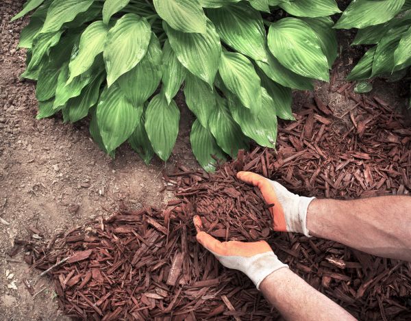 Shredded Mulch Service in Prescott
