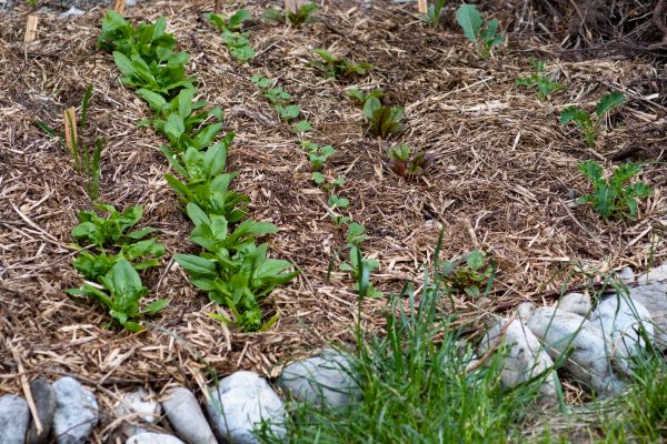 Mulch Service in Prescott