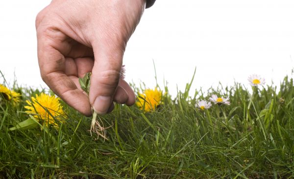 Lawn Weeding in Prescott