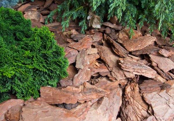 Pine Bark Installation in Prescott