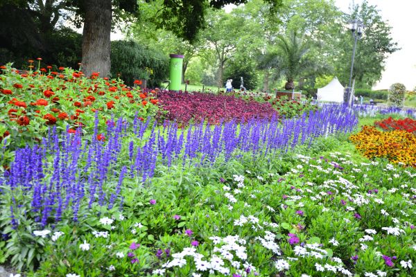 Perennials Planting in Prescott