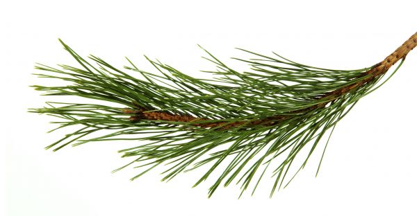 Pine Needles Installation in Prescott
