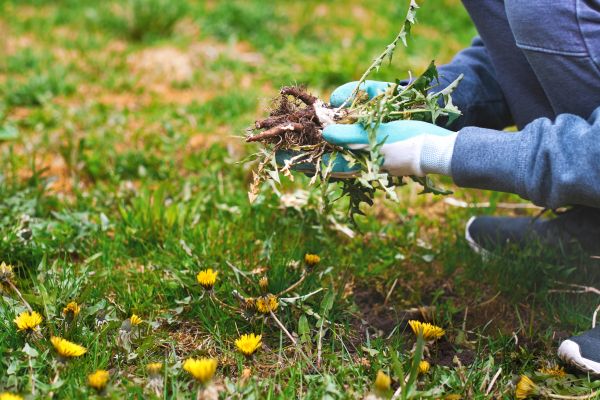 Flower Bed Clearing in Prescott
