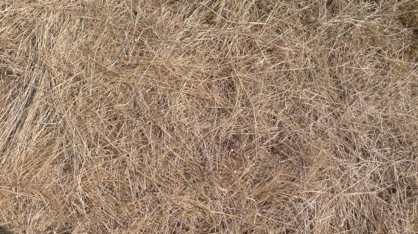 Pine Straw Replacement in Prescott