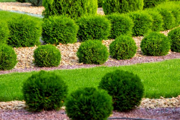 Bush Replacement in Prescott