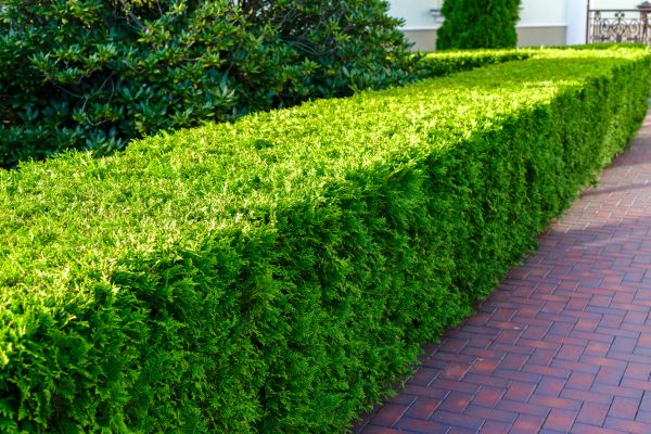 Hedge Installation in Prescott