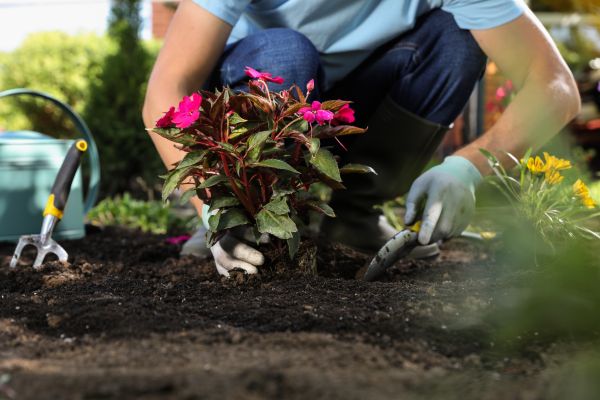 Plant Replacement in Prescott