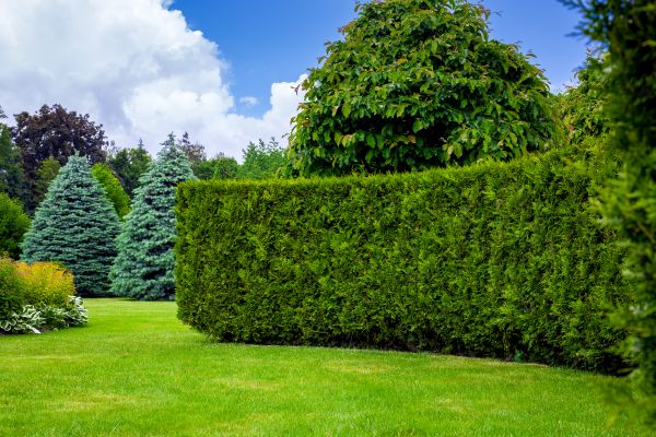 Hedge Landscaping in Prescott