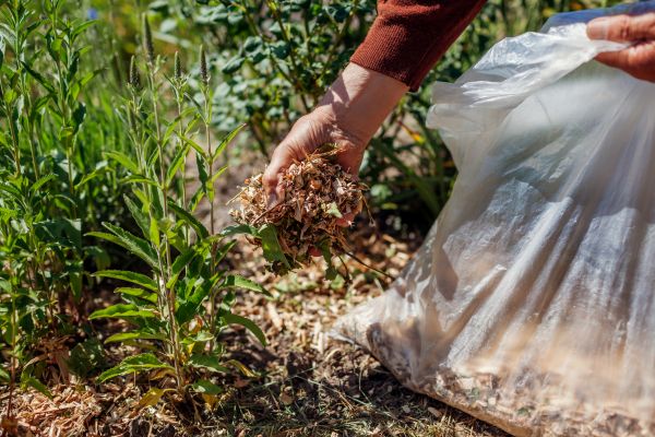 Wood Mulch Installation in Prescott