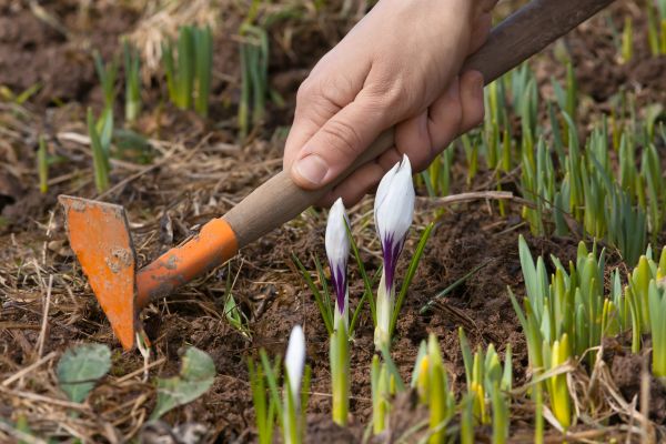 Flower Garden Weeding in Prescott