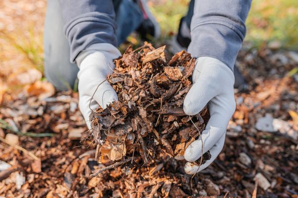 Shredded Mulch Installation in Prescott