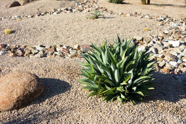 Xeriscaping Service in Prescott