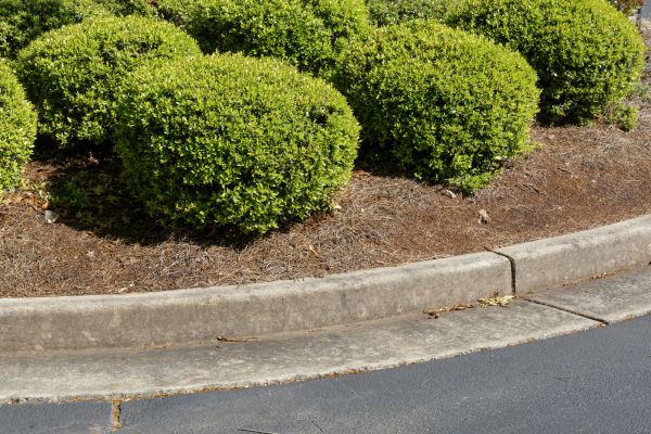 Pine Mulch Installation in Prescott
