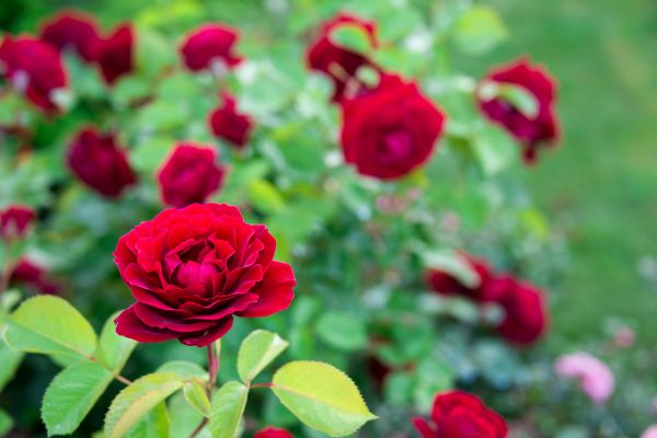 Rose Planting in Prescott