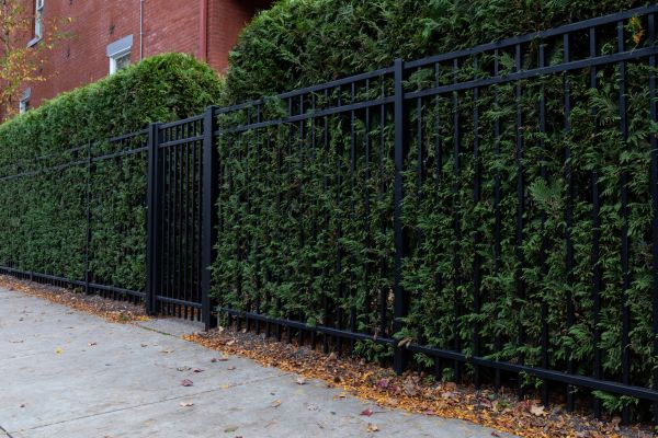 Privacy Hedge Installation in Prescott