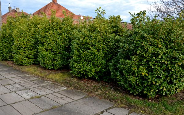Privacy Shrub Installation in Prescott