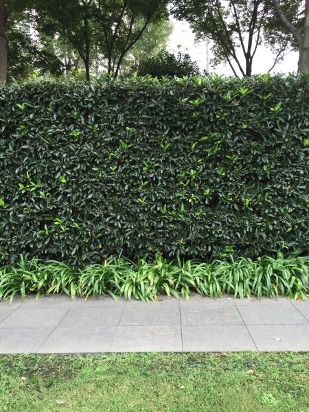 Privacy Shrub Planting in Prescott