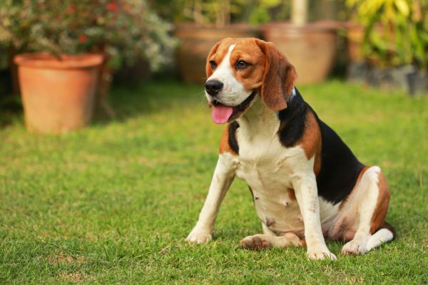Dog Friendly Landscaping in Prescott