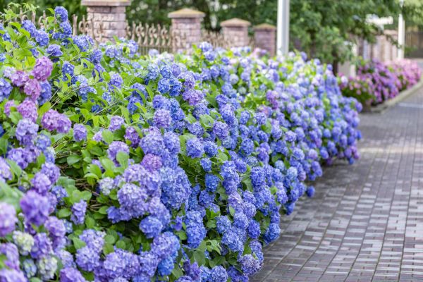 Hydrangea Landscaping in Prescott