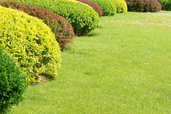 Shrubbery Planting in Prescott