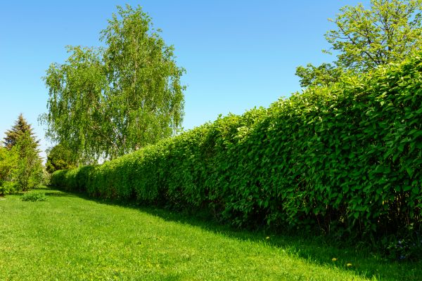 Hedge Replacement in Prescott