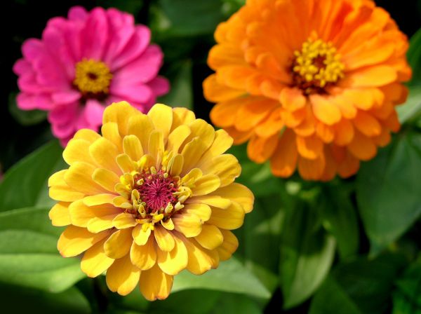 Zinnia Planting in Prescott