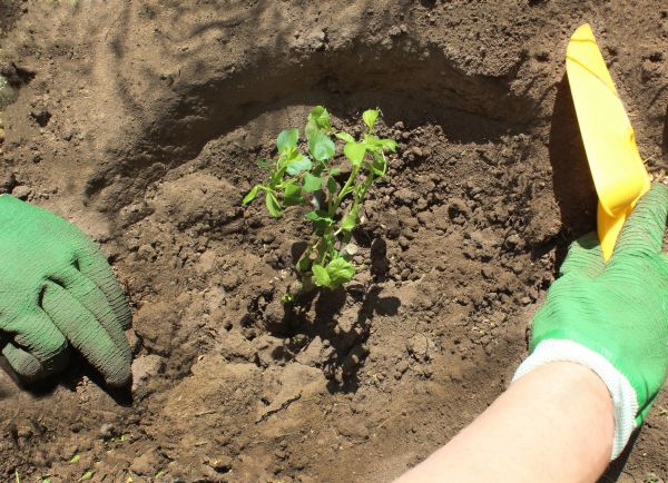 Rose Bush Planting in Prescott