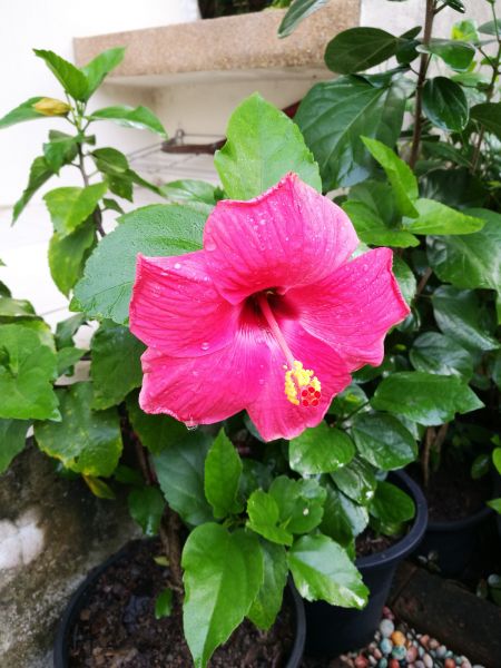 Hibiscus Planting in Prescott