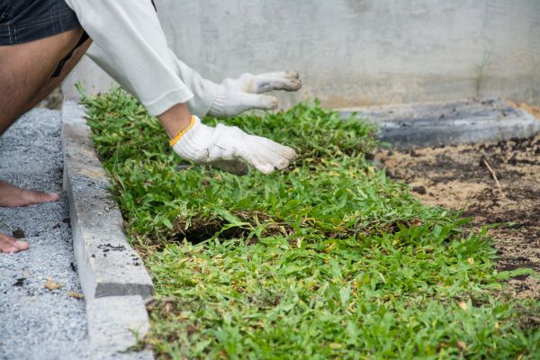 Ground Cover Planting in Prescott