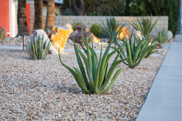 Drought Resistant Landscaping in Prescott