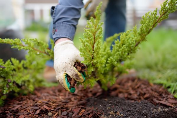 Church Mulching in Prescott