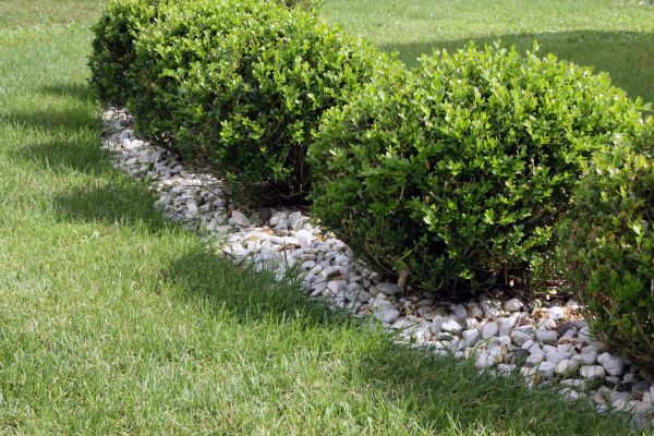 Boxwood Planting in Prescott