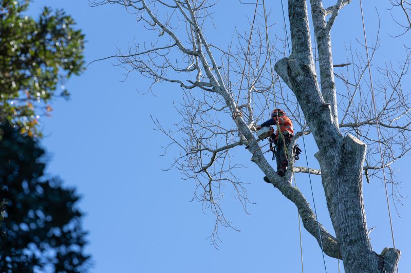Arborist Pruning detail