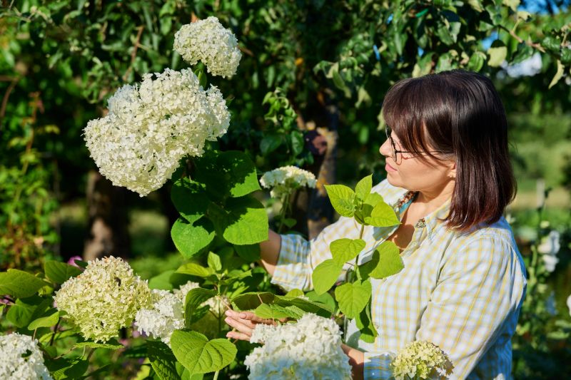 Hydrangea Landscaping