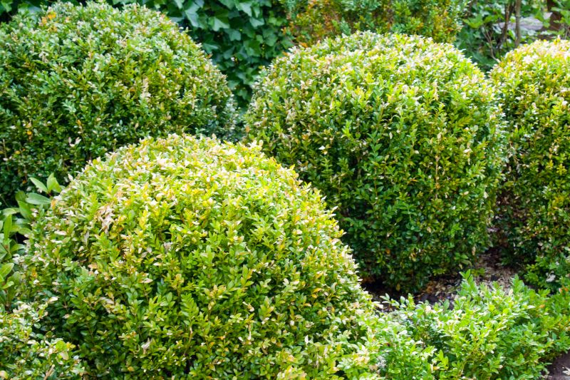 Shrub Landscaping